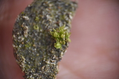 Physcomitrium patens