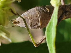 Stagmomantis