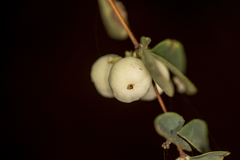 Symphoricarpos albus