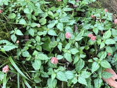 Lecanthus peduncularis