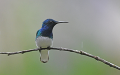 Florisuga mellivora