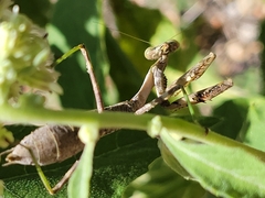Stagmomantis