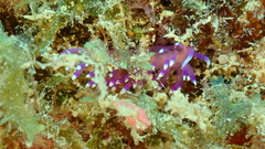 Coryphellina arveloi