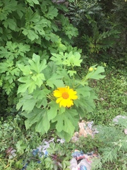 Tithonia diversifolia