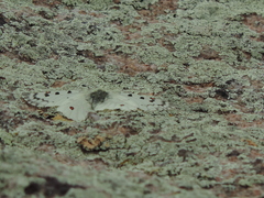 Parnassius smintheus