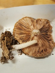 Pluteus hongoi