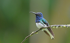 Florisuga mellivora