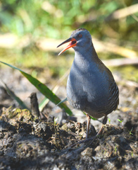 Rallus aquaticus