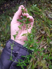 Galium palustre