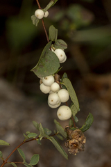 Symphoricarpos albus