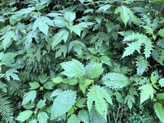 Girardinia diversifolia