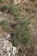 Ephedra procera