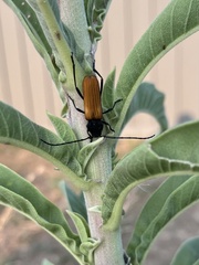 Tragidion coquus