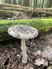 Amanita rhacopus