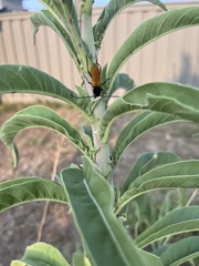 Tragidion coquus