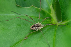 Mitopus