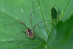 Mitopus