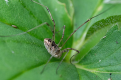 Mitopus