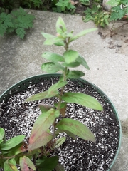 Epilobium parviflorum