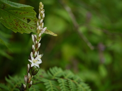 Chlorophytum glaucum