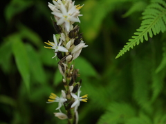 Chlorophytum glaucum