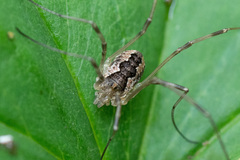 Mitopus
