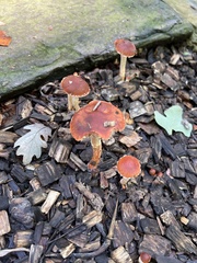 Leratiomyces