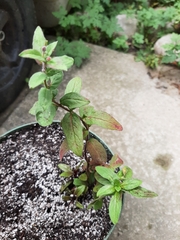 Epilobium parviflorum