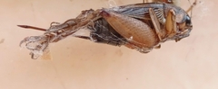 Gryllidea