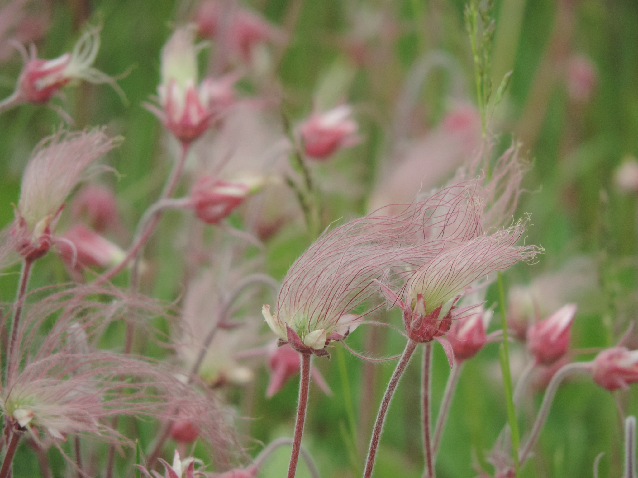 Geum triflorum