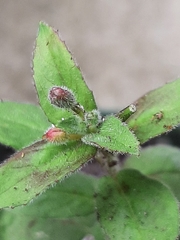 Epilobium parviflorum
