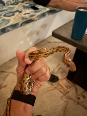 Pantherophis guttatus