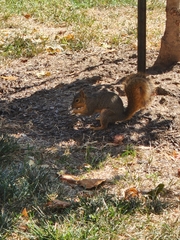 Sciurus niger