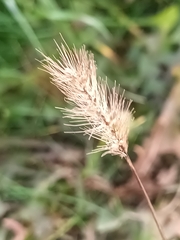 Setaria viridis
