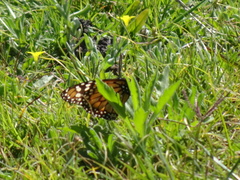 Danaus erippus