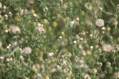 Psilactis brevilingulata