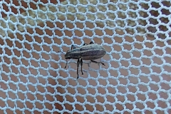 Sitona lineatus