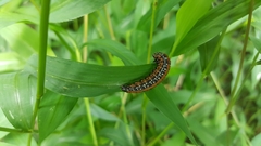 Omphalocera munroei