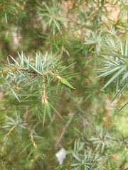 Oligotrophus panteli