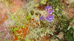 Coryphellina arveloi