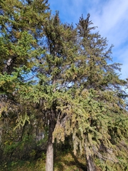 Picea glauca