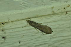 Nomophila nearctica