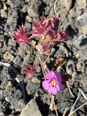 Diplacus deschutesensis