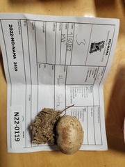 Scleroderma meridionale