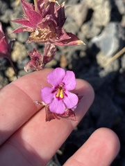 Diplacus deschutesensis