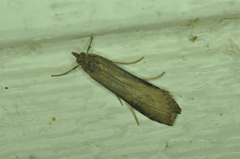 Nomophila nearctica