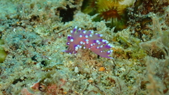 Coryphellina arveloi