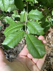 Ilex