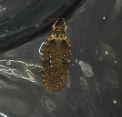 Agonopterix clemensella