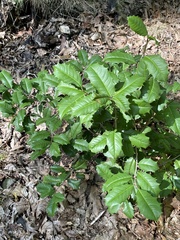 Ilex